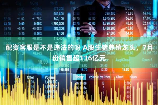 配资客服是不是违法的呀 A股生猪养殖龙头，7月份销售超116亿元